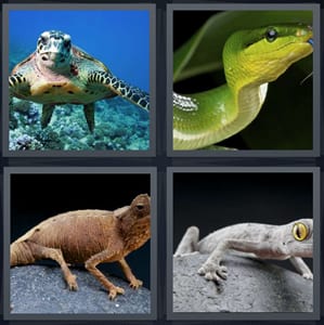 turtle swimming undersea, green snake with blue tongue, brown iguana on rock, camouflage lizard on grey stone