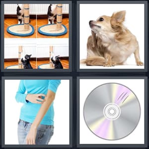 cat with toy, small dog, woman itching arm, CD with mark