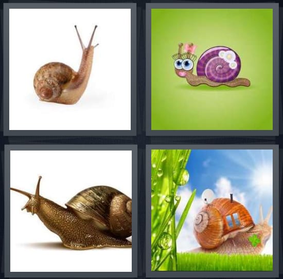 Slug, Shell, Slimy, Cottage