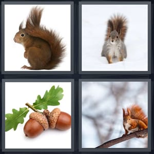 rodent with bushy tail, animal on white background, acorn with leaves, animal with red tail in tree