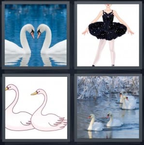 Ducks, Ballerina, Birds, Swim