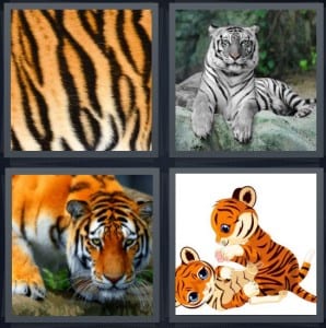 Stripes, Animal, Bengal, Cat