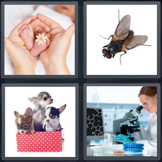 Baby, Fly, Puppies, Microscope