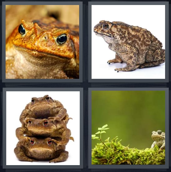 Frog, Poisonous, Frogs, Moss