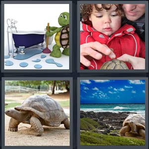 cartoon of turtle cleaning, kid with turtle touching shell, large turtle outside, turtle at beach with large shell