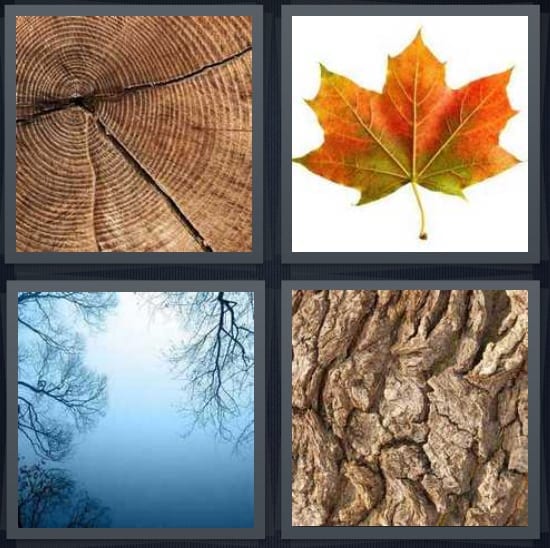 Trunk, Leaf, Sky, Bark