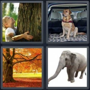Tree, Dog, Autumn, Elephant