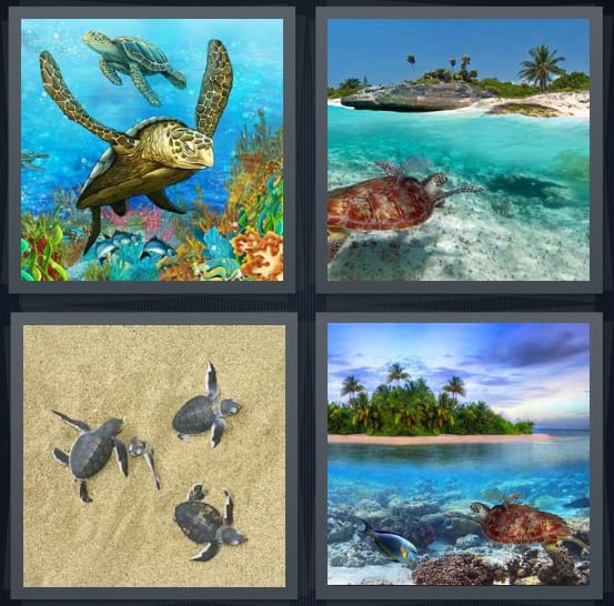 Sea, Galapagos, Swim, Reptile