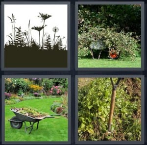 Plants, Branches, Wheelbarrow, Garden