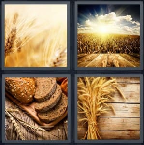 Plant, Field, Bread, Grains
