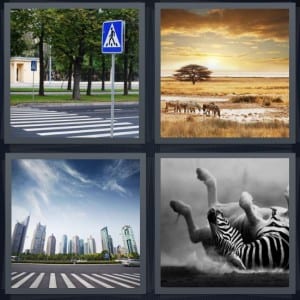 Crosswalk, Desert, Road, Animal